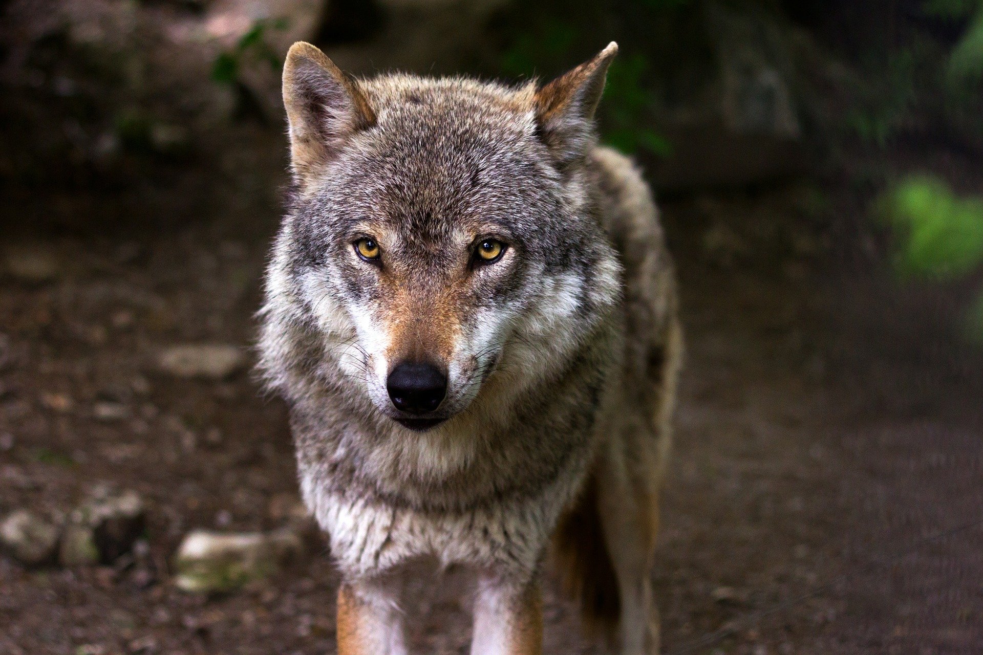 Wolf 2