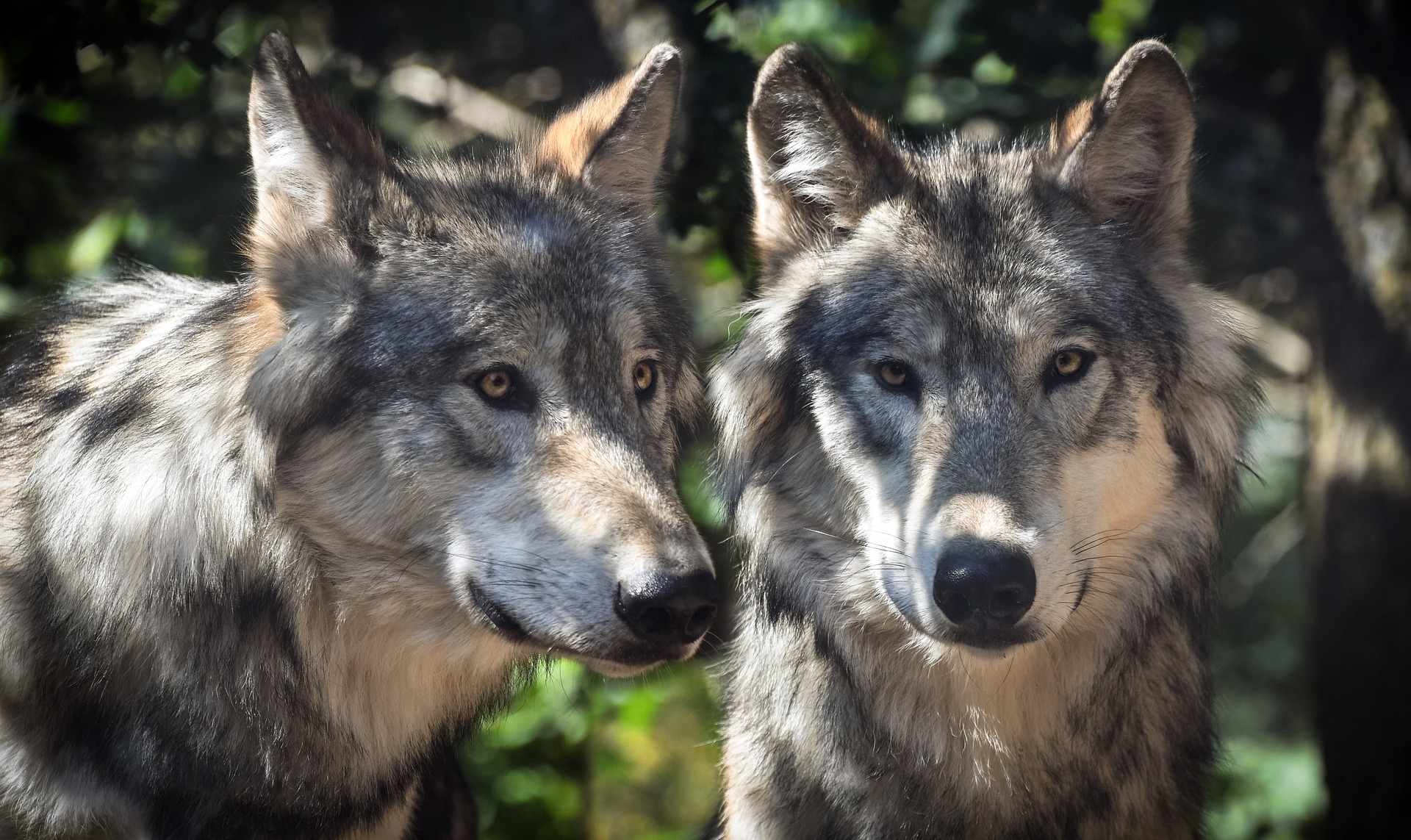 Wolf 3